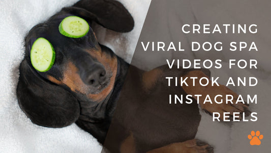 Creating Viral Dog Spa Videos for TikTok and Instagram Reels - Bogart Pro