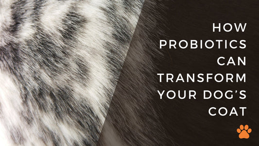How Probiotics Can Transform Your Dog’s Coat - Bogart Pro