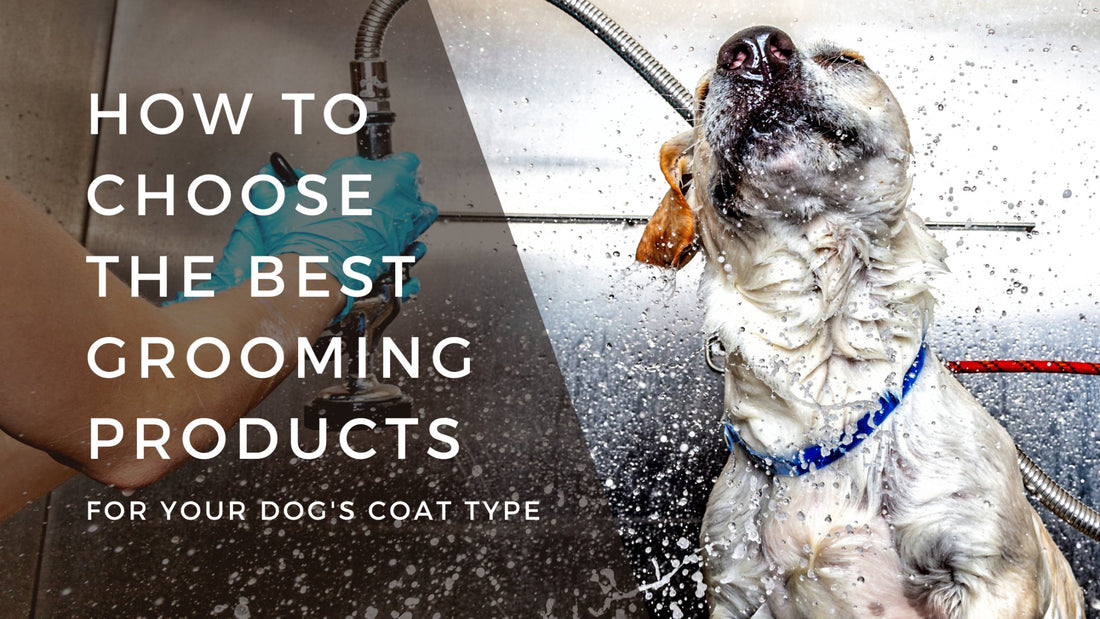How to Choose the Best Grooming Products for Your Dog's Coat Type - Bogart Pro