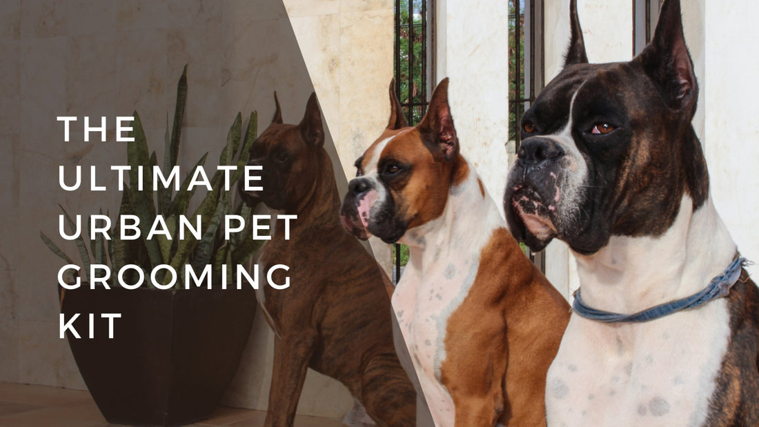 The Ultimate Urban Pet Grooming Kit - Bogart Pro