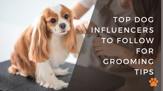 Top Dog Influencers to Follow for Grooming Tips - Bogart Pro